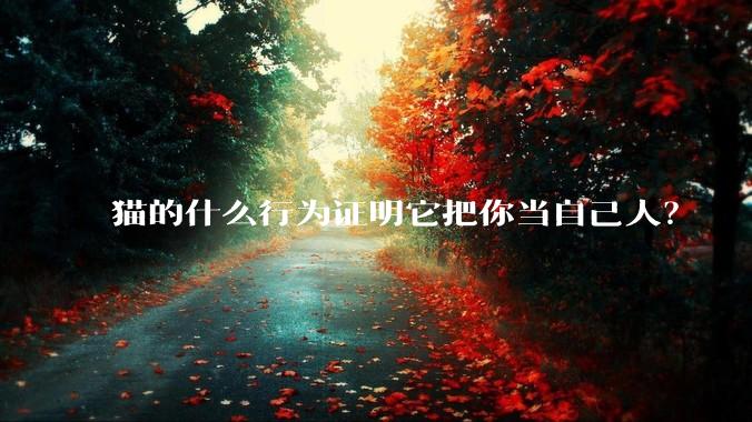 猫的什么行为证明它把你当自己人？